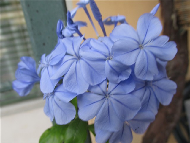 plumbago